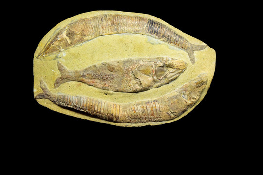 巴西桑塔纳细齿鱼化石