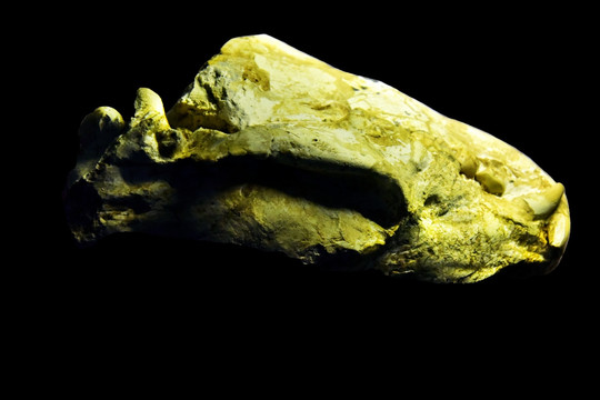 巨鬣lie狗头骨化石