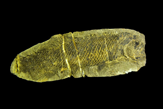 印痕化石中华麟齿鱼
