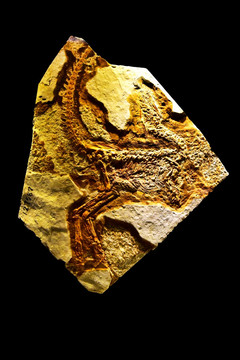中华龙鸟化石