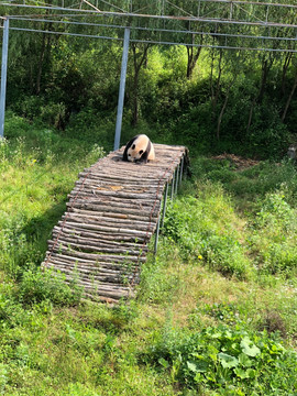 秦岭大熊猫