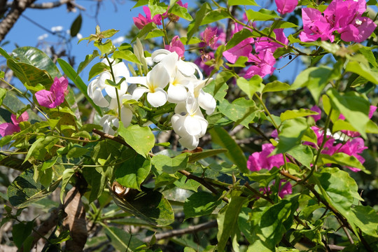 鸡蛋花与三角梅