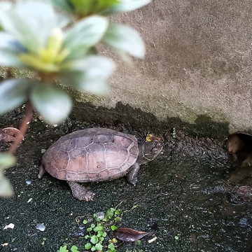 家庭花园乌龟