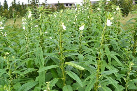 芝麻花