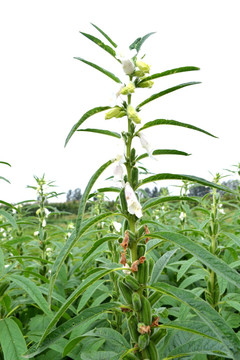 芝麻花