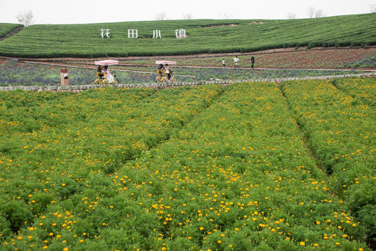 花卉基地