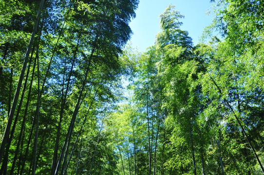 南山竹海竹林