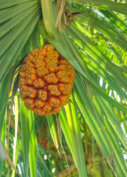 野菠萝滴血莲花菩提子