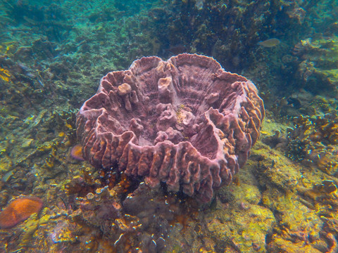 奇特美丽的珊瑚