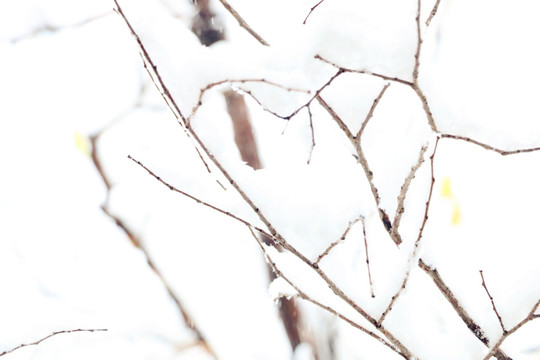 雪挂树枝不低头