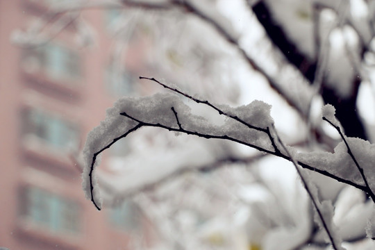 第一场大雪之后的美丽景色