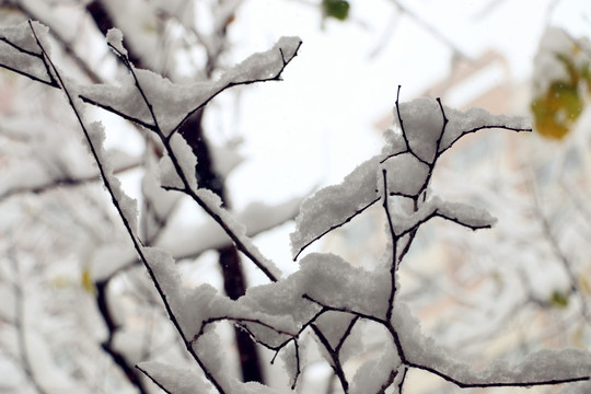 冰雪凝固的美丽线条