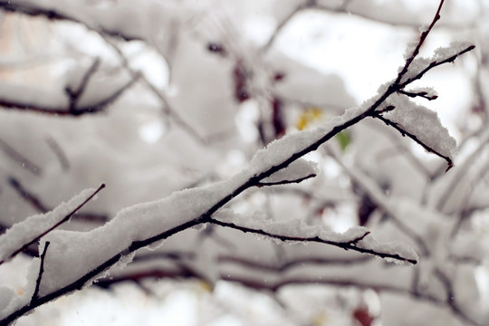 深秋第一场雪后雪柳美景