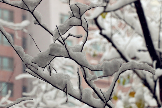 大雪后的雪柳