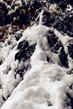 第一场大雪之后的美丽景色