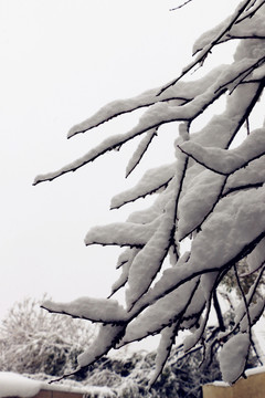 雪挂树枝不低头