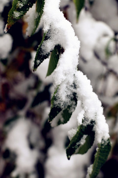 第一场大雪之后的美丽景色