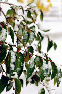 第一场大雪之后的美丽景色