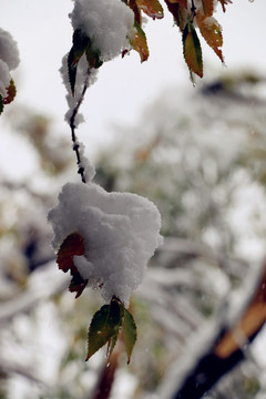 雪压枝头万籁寂