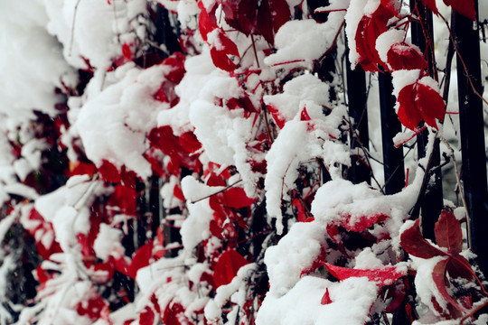 冰雪中的顽强植物