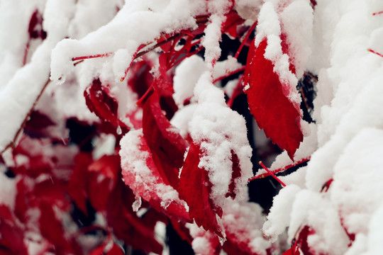 冰雪中的顽强植物