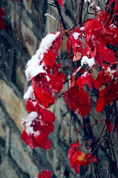 冰雪中的顽强植物