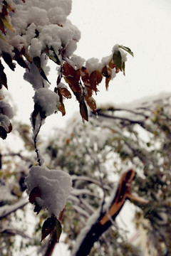 大雪过后雪柳随风摇