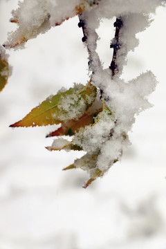 大雪过后雪柳随风摇