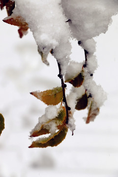 雪压枝头万籁寂