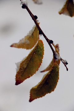 大雪过后雪柳随风摇