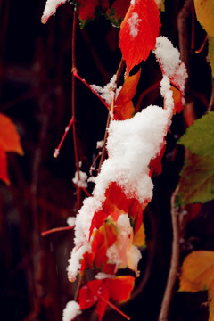 雪中爬山虎