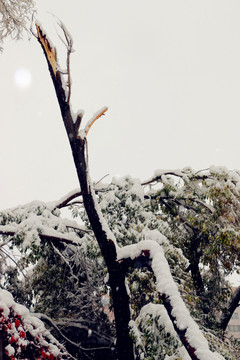 被大雪压断的树干