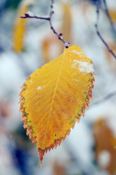 冰雪枯叶