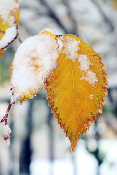 冰雪枯叶