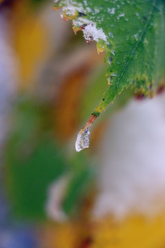 雪中的绿树叶