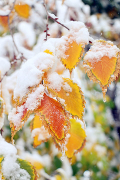 雪后的树叶缤纷多彩