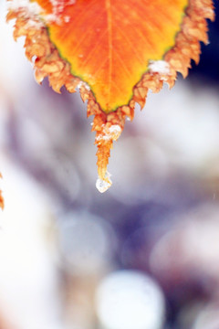 冰雪枯叶