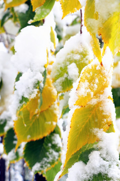 雪后的树叶缤纷多彩