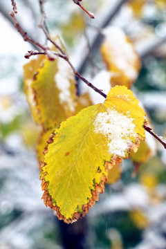 冰雪枯叶