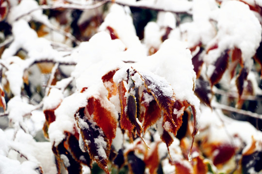 雪压枝头万籁寂