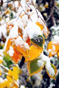 冰雪枯叶