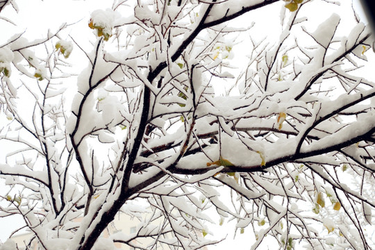 雪后的晶莹树枝