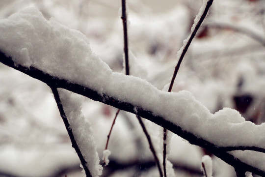 雪绒绒的树枝