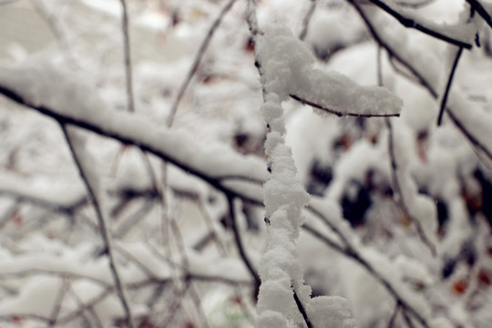 雪绒绒的树枝