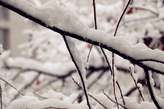 雪绒绒的树枝