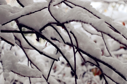 雪绒绒的树枝