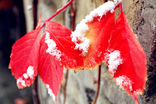 皑皑白雪附红叶