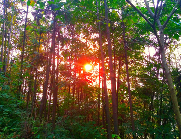 夕阳下的松树林