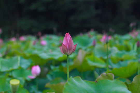 荷花