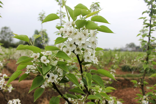 洁白的梨花